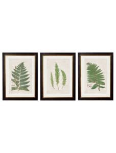 c.1831 Collection of Ferns