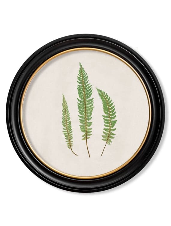 c.1857 Common Prickly Fern - Round Frame