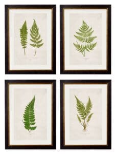 c.1864 Collection of British Ferns