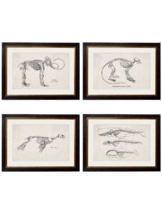 c.1870 Anatomical Skeletons