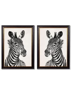 c1890 Zebra Illustrations - Light