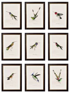 c.1833 Hummingbirds