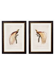 c.1809 Birds of Paradise