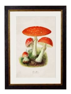 c.1913 Fly Agaric