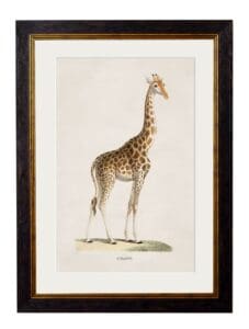 c.1836 Giraffe