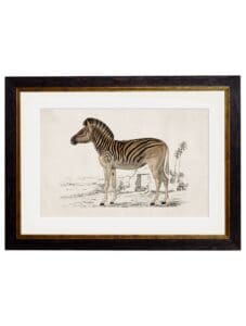 c.1774 Zebra