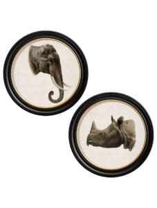 c.1901 Indian Elephant & Rhino - Round Frame
