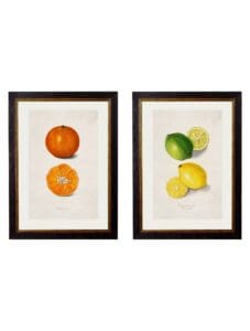 c.1886 Study of Citrus Fruit