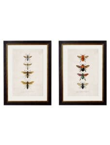 c.1892 Bees and Wasps