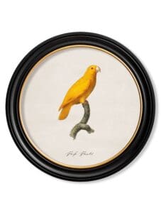 C.1800's Collection of Parrots in Round Frames 13