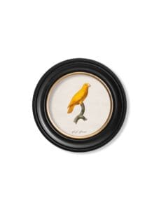 C.1800's Collection of Parrots in Round Frames 6