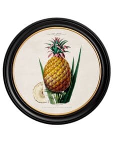 c.1843 Pineapple Plant - Round Frame