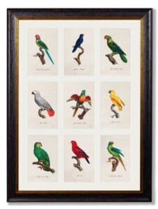 c.1833 Parrots