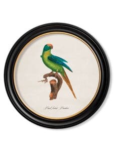 C.1800's Collection of Parrots in Round Frames 14
