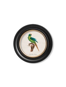 C.1800's Collection of Parrots in Round Frames 7