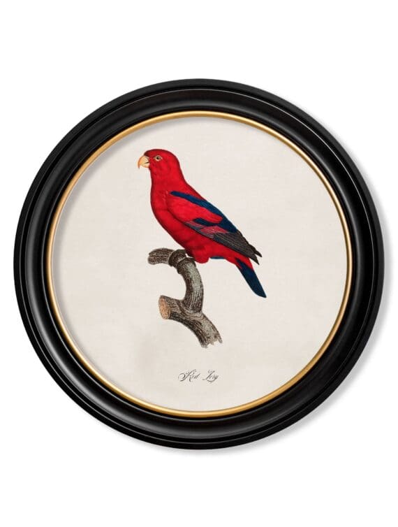 C.1800's Collection of Parrots in Round Frames 15