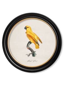 C.1800's Collection of Parrots in Round Frames 9