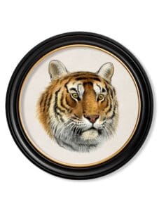 c.1901 Tiger - Round Frame