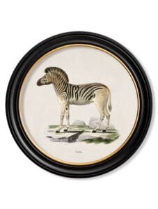 c.1836 Zebra - Round Frame
