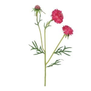 Spray 65cm - Pink Scabiosa